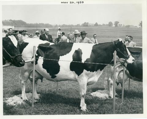 Dwight D. Eisenhower inspects a cow as he tours the Plant Industry and Research Center, U. S. Department of Agriculture at Beltsville, Maryland. May 26, 1953 [72-305-10]